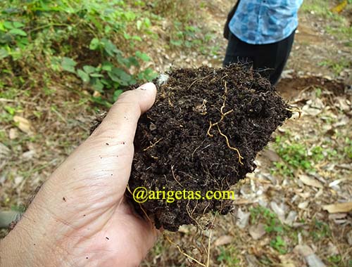 akar tanaman tumbuh subur di dalam tanah humus