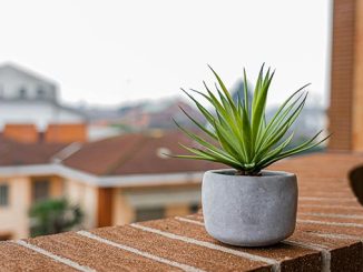 cara jaga udara jaga kesehatan bisa dengan tanam tanaman indoor seperti lidah mertua dan pastikan bebas dari paparan asap rokok yang berbahaya hingga rutin membersihkan rumah