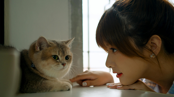 Memilih jenis kucing peliharaan yang cocok untuk pemula yang ramah, mudah dirawat (grooming), gampang adaptasi, dan energik