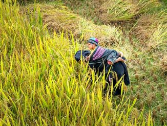 Menghadapi tantangan ekonomi global bagi ibu tunggal dengan peningkatan ketrampilan, pendidikan, hingga ke penguatan jaringan sosial