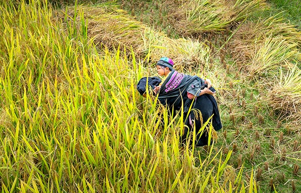Menghadapi tantangan ekonomi global bagi ibu tunggal dengan peningkatan ketrampilan, pendidikan, hingga ke penguatan jaringan sosial