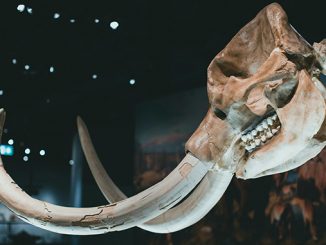 Manfaat mengunjungi museum bagi anak Sekolah Dasar berupa pengetahuan baru hingga mengasah proses imajinasi kreatif