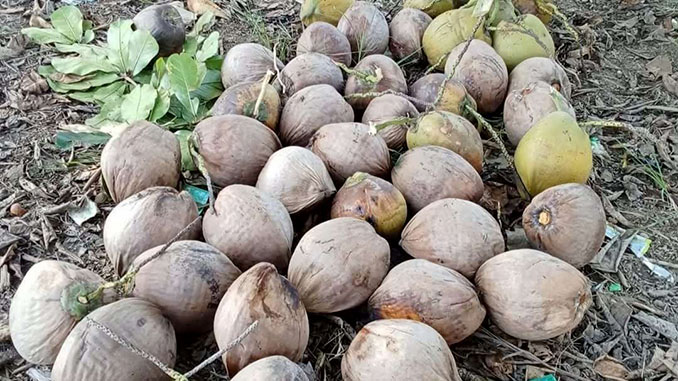 kelapa berkualitas sumber kelezatan serundeng yang dihasilkan